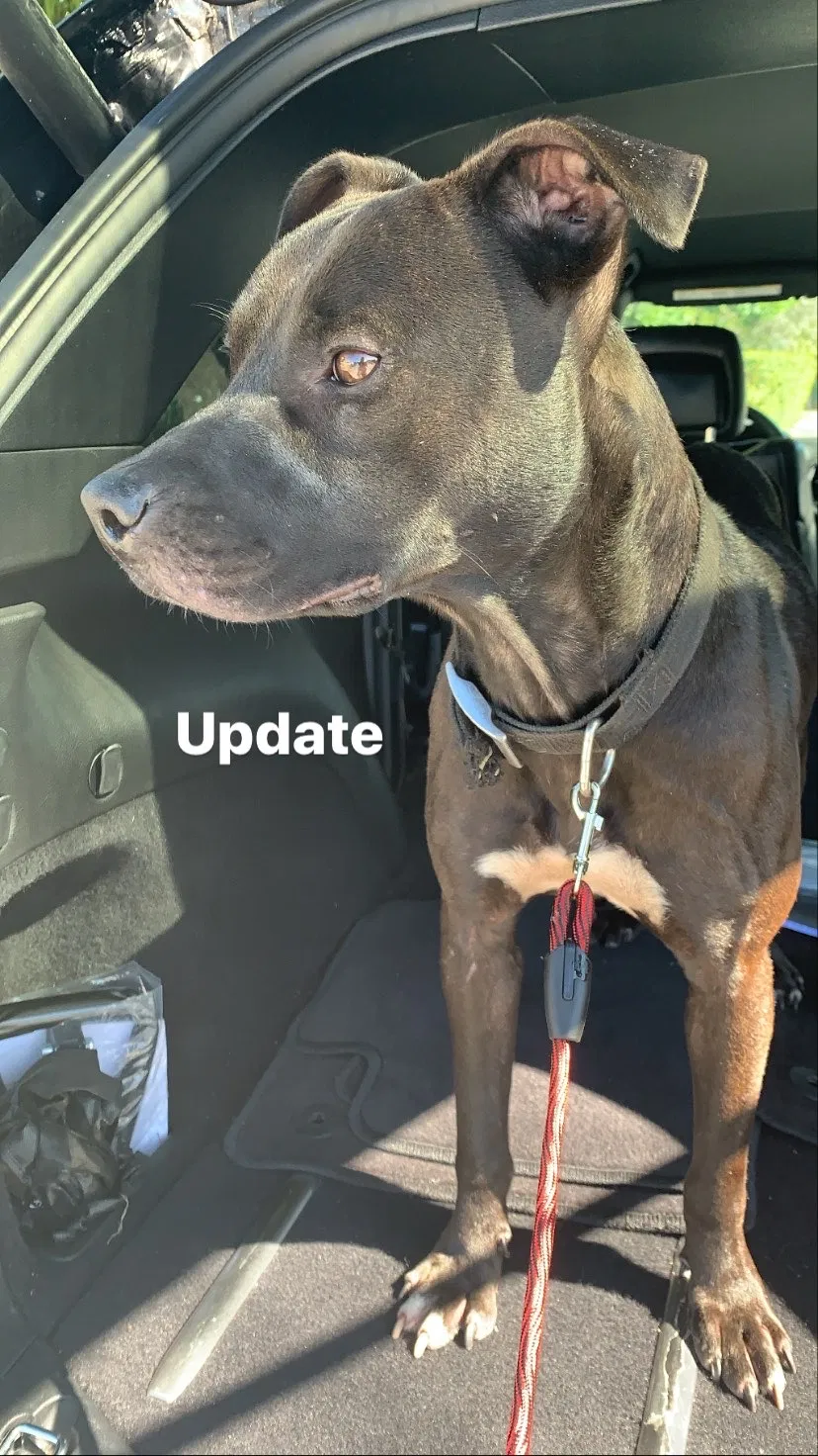 Lost dog in Miami, FL, 33150