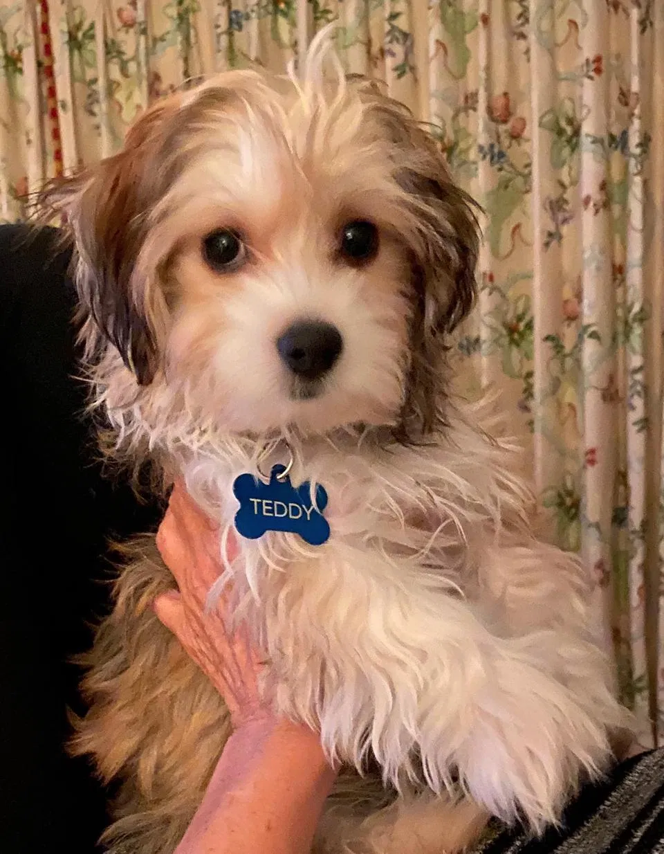 Lost dog in Louisville, KY, 40222