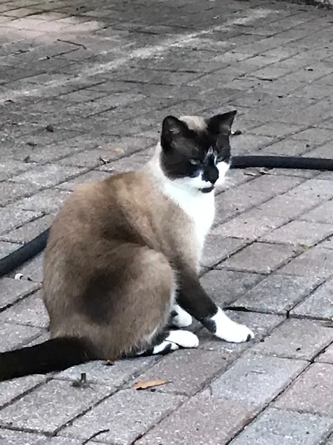 Lost cat in Tampa, FL, 33612