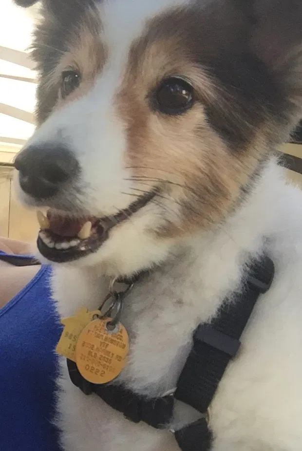 Lost dog in Clarksville, TN, 37042
