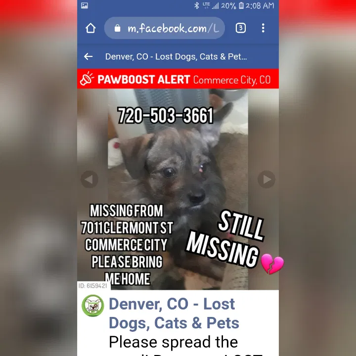 Lost dog in Commerce City, CO, 80022