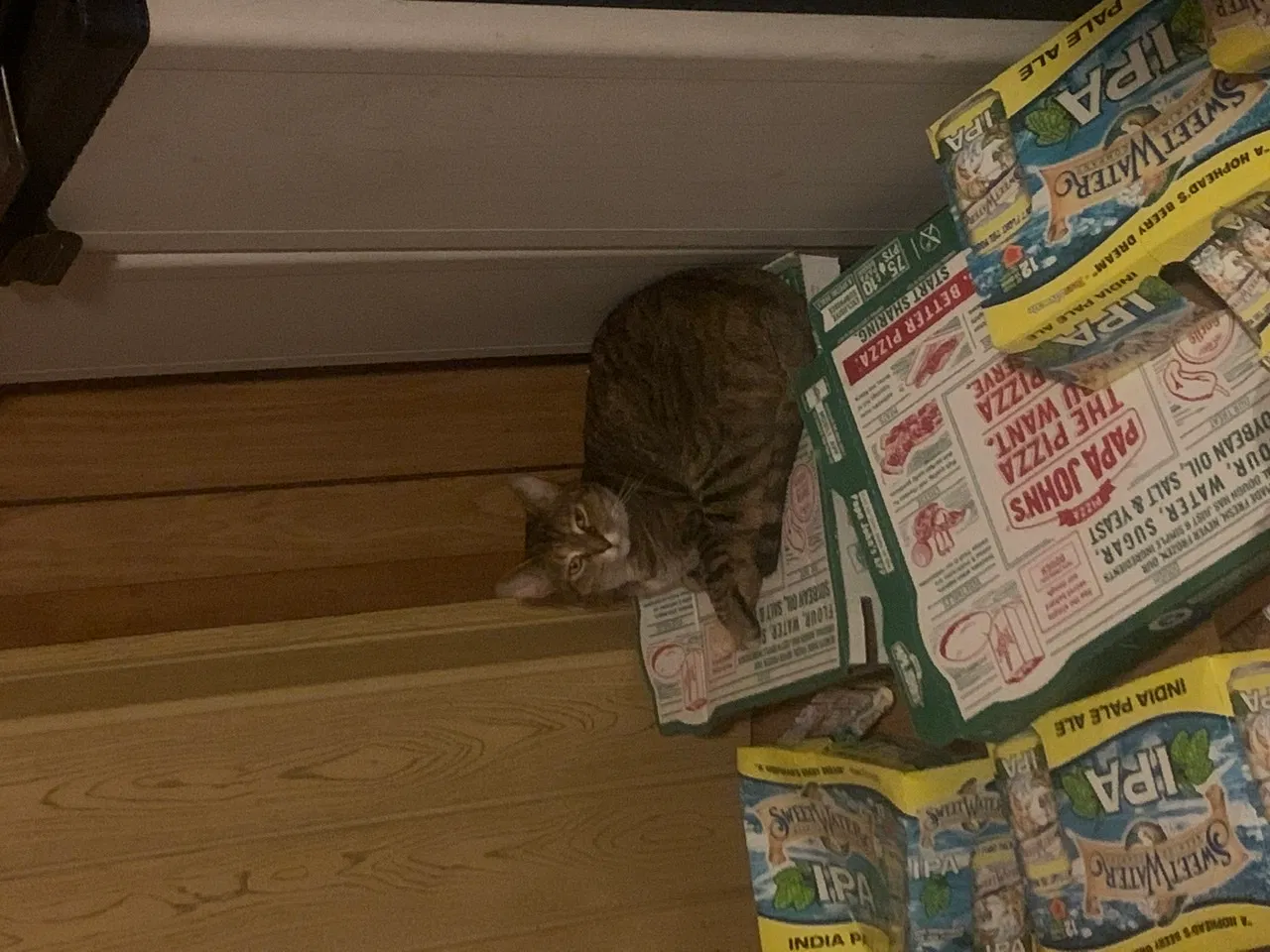 Lost cat in Waynesville, NC, 28786