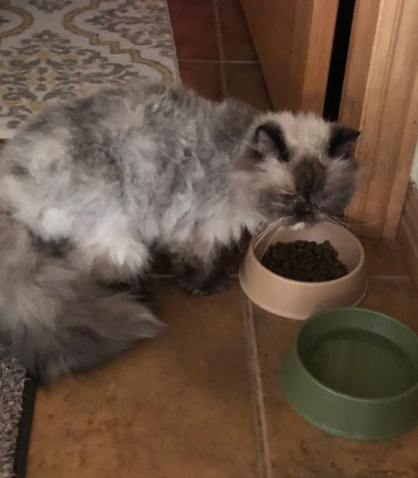 Found cat in De Pere, WI, 54115