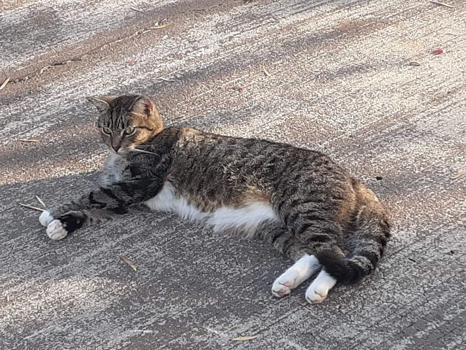 Lost cat in Rotonda West, FL, 33947