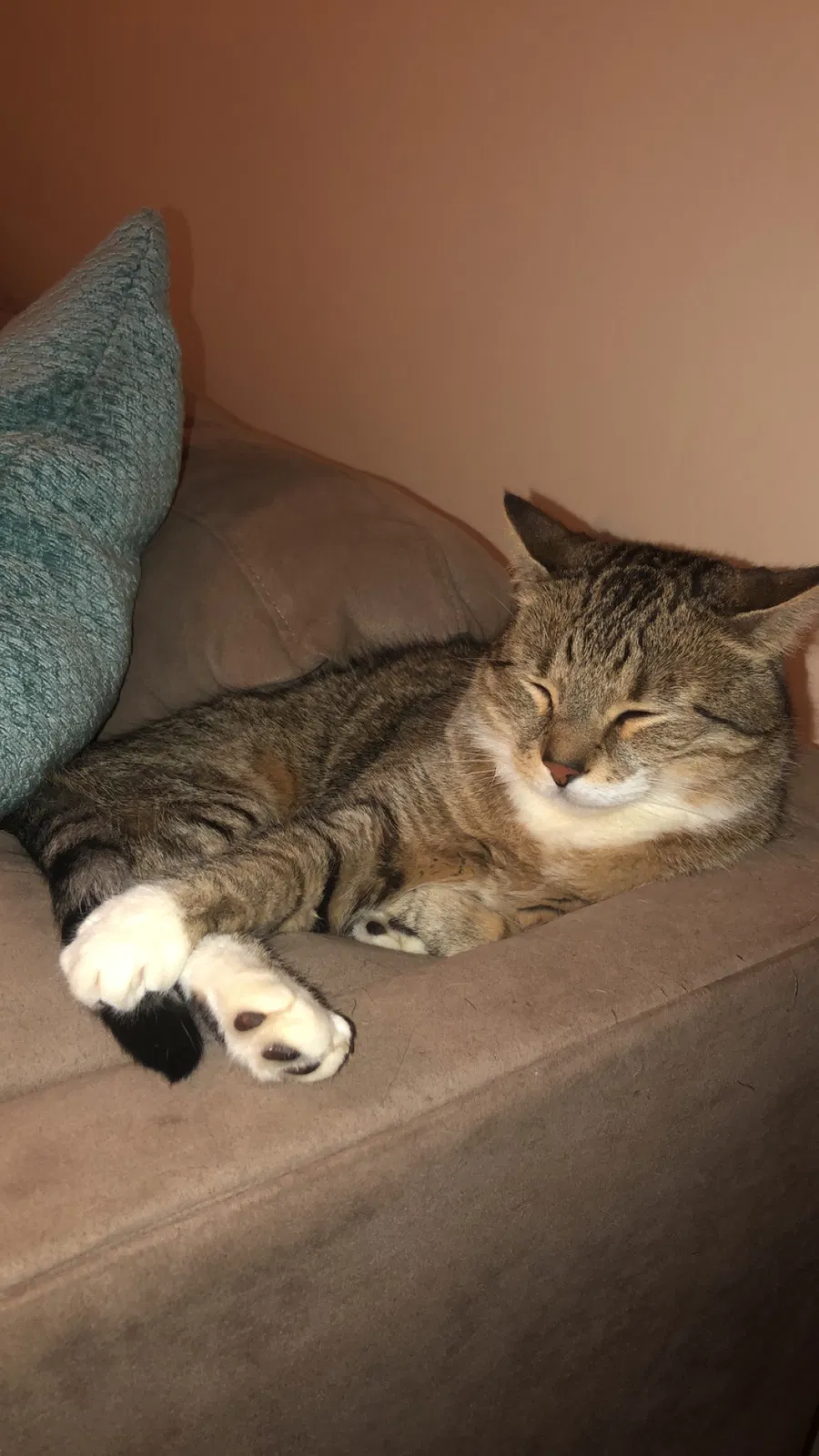 Lost cat in Pickerington, OH, 43147