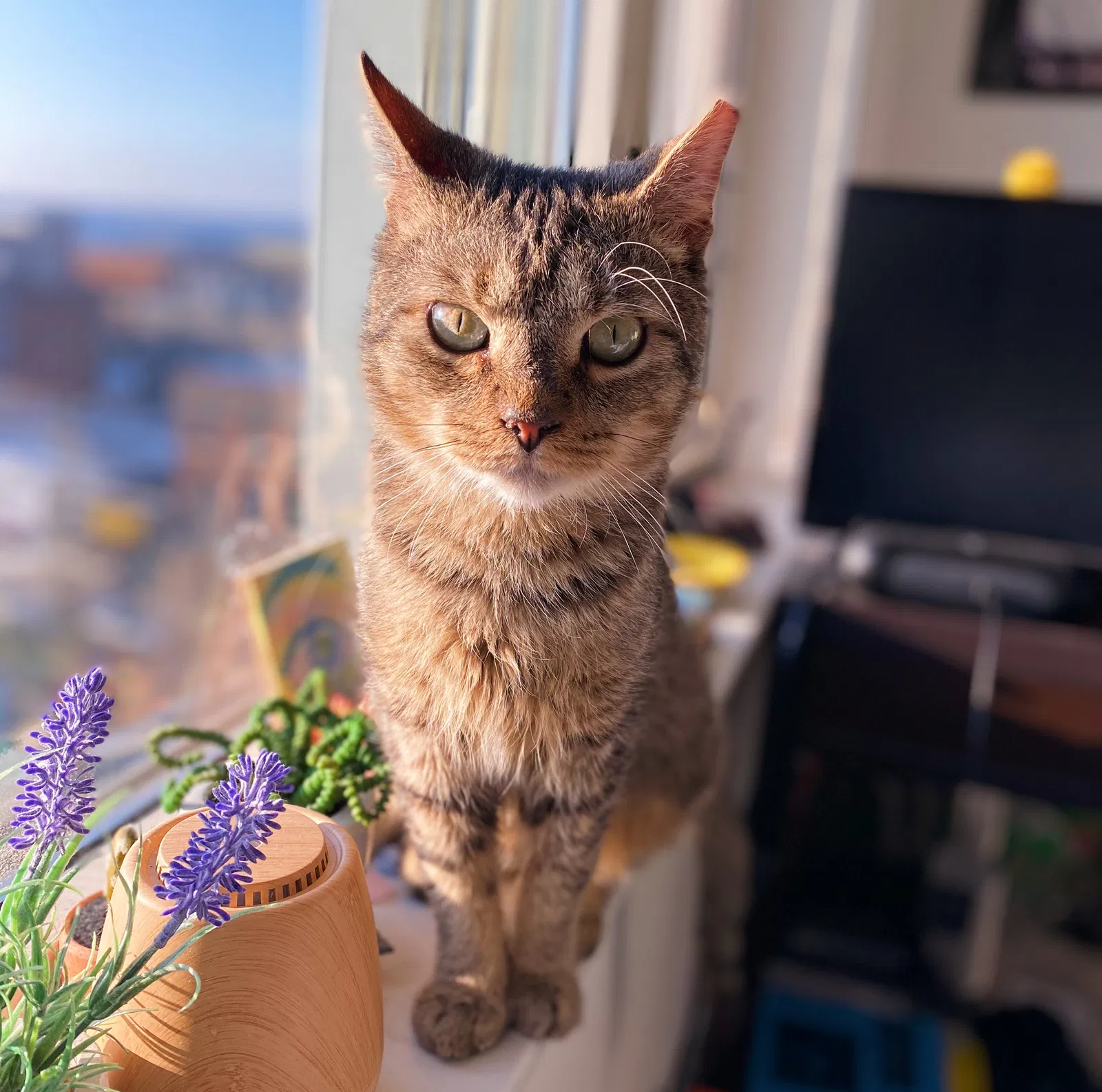 Lost cat in Hilliard, OH, 43026