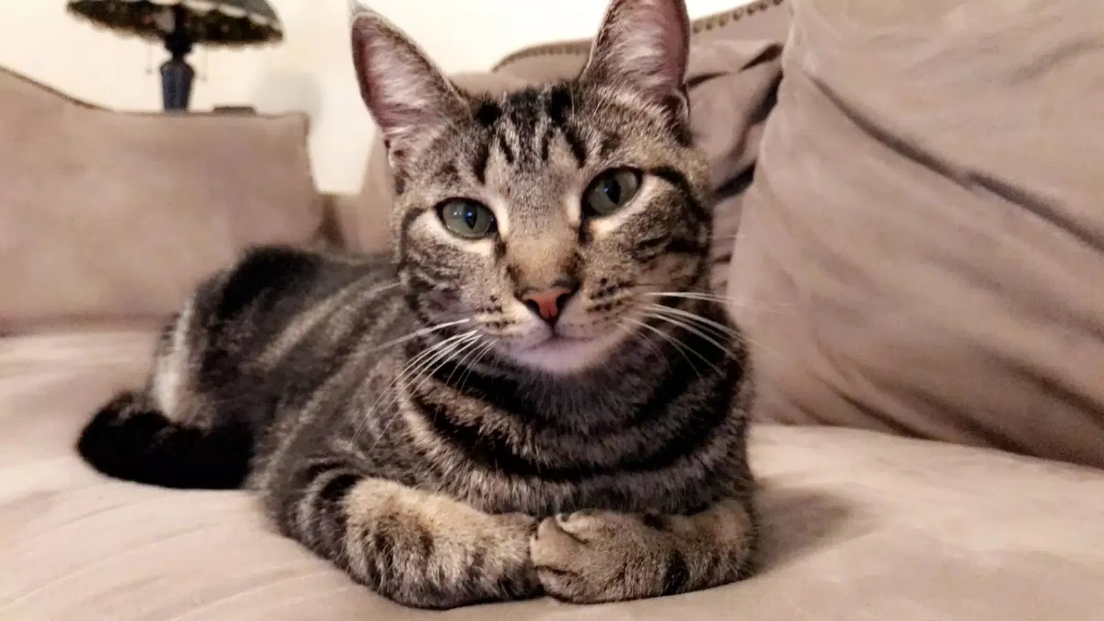 Lost cat in Lakeland, FL, 33813