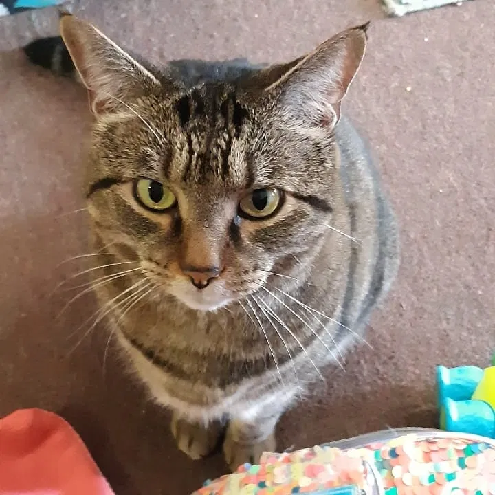 Lost cat in Middletown, CT, 6457