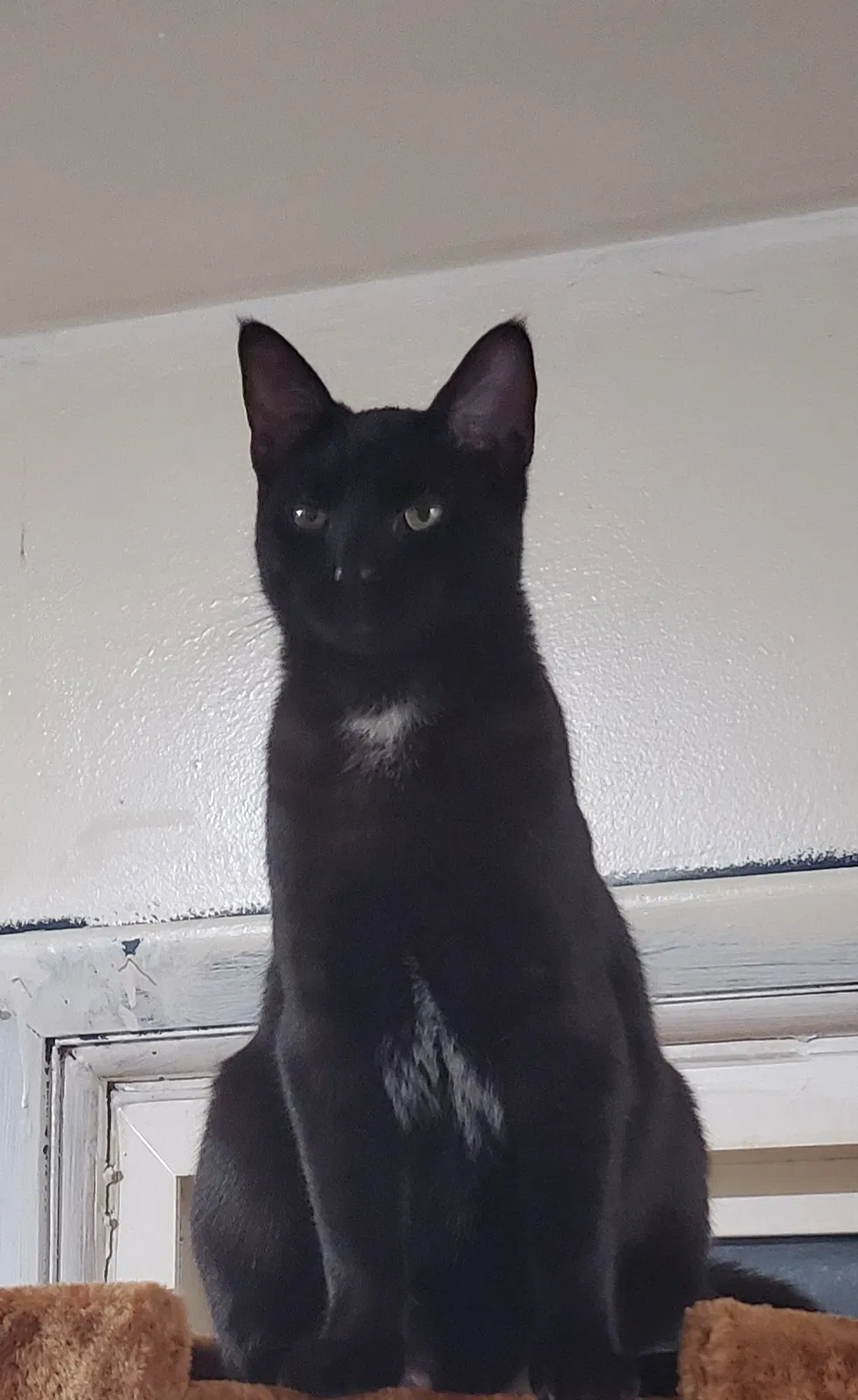 Lost cat in Markham, IL, 60428