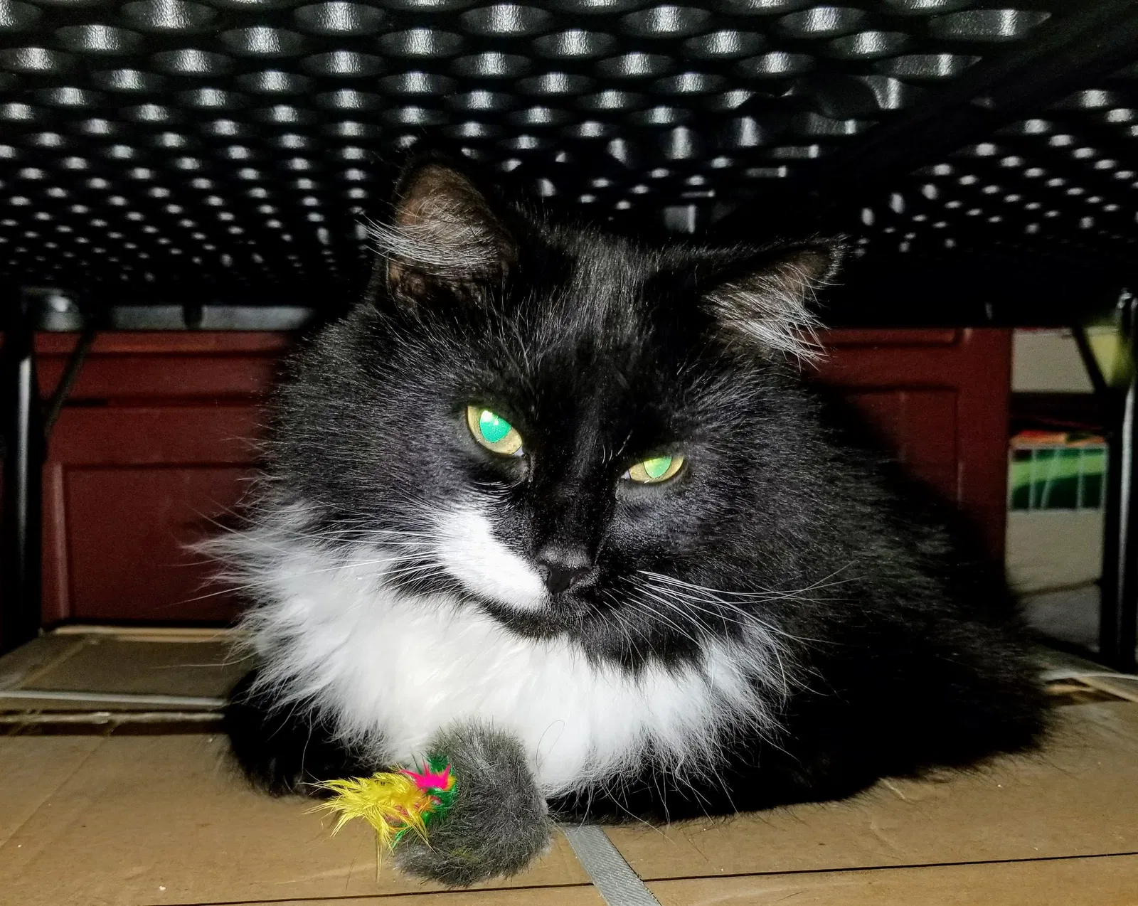 Lost cat in Gap, PA, 17527