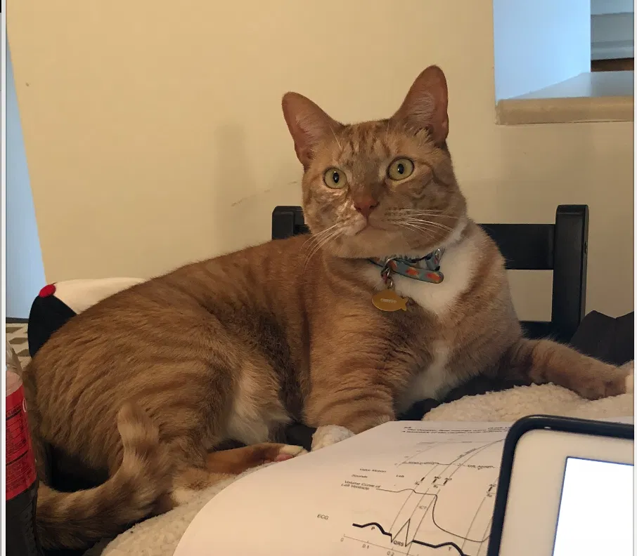 Lost cat in Miami, FL, 33176