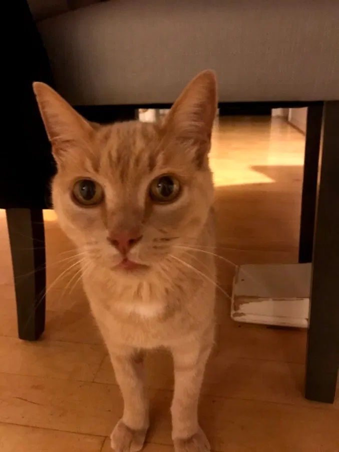 Lost cat in Pleasant Ridge, MI, 48069