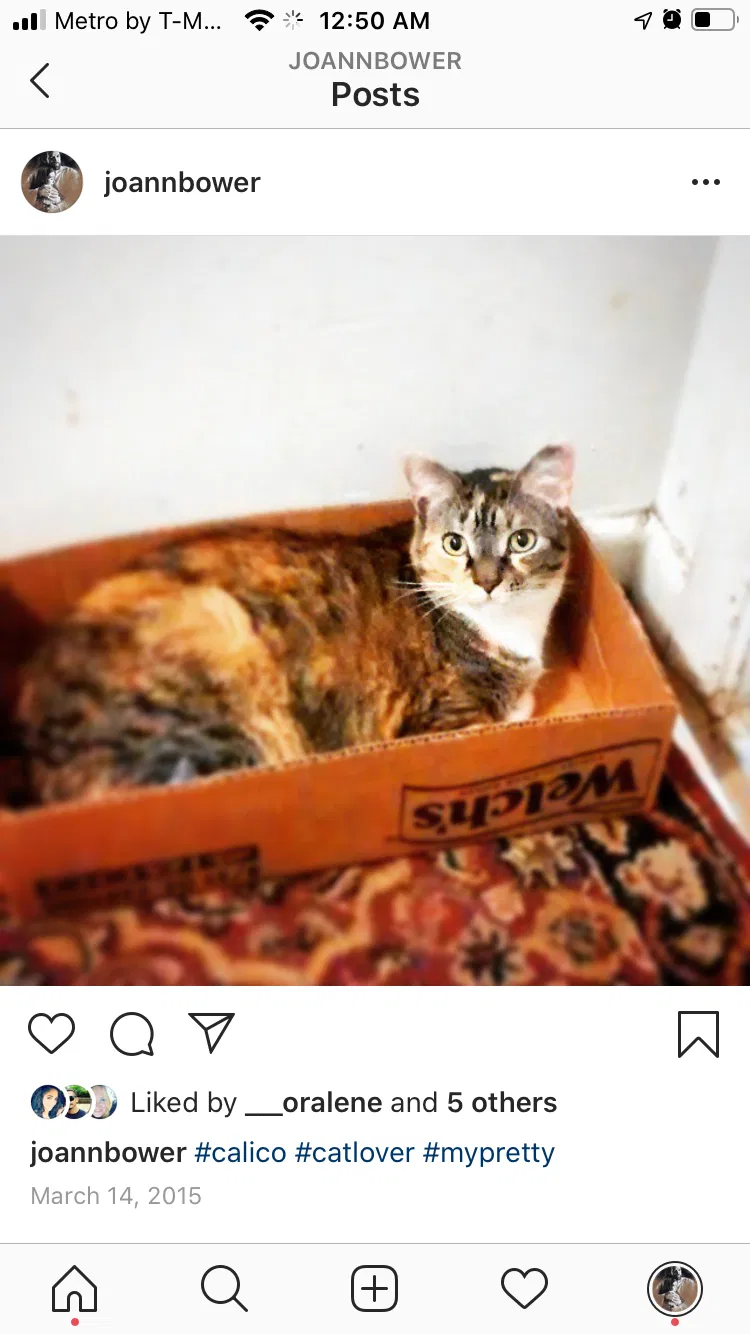 Lost cat in Homestead, FL, 33034