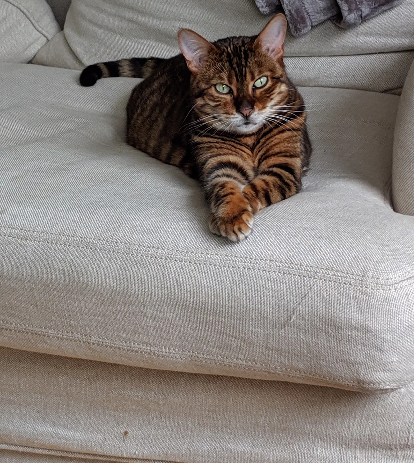 Lost cat in Santa Monica, CA, 90404