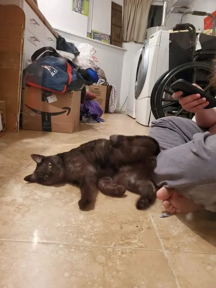 Lost cat in Riverside, CA, 92507