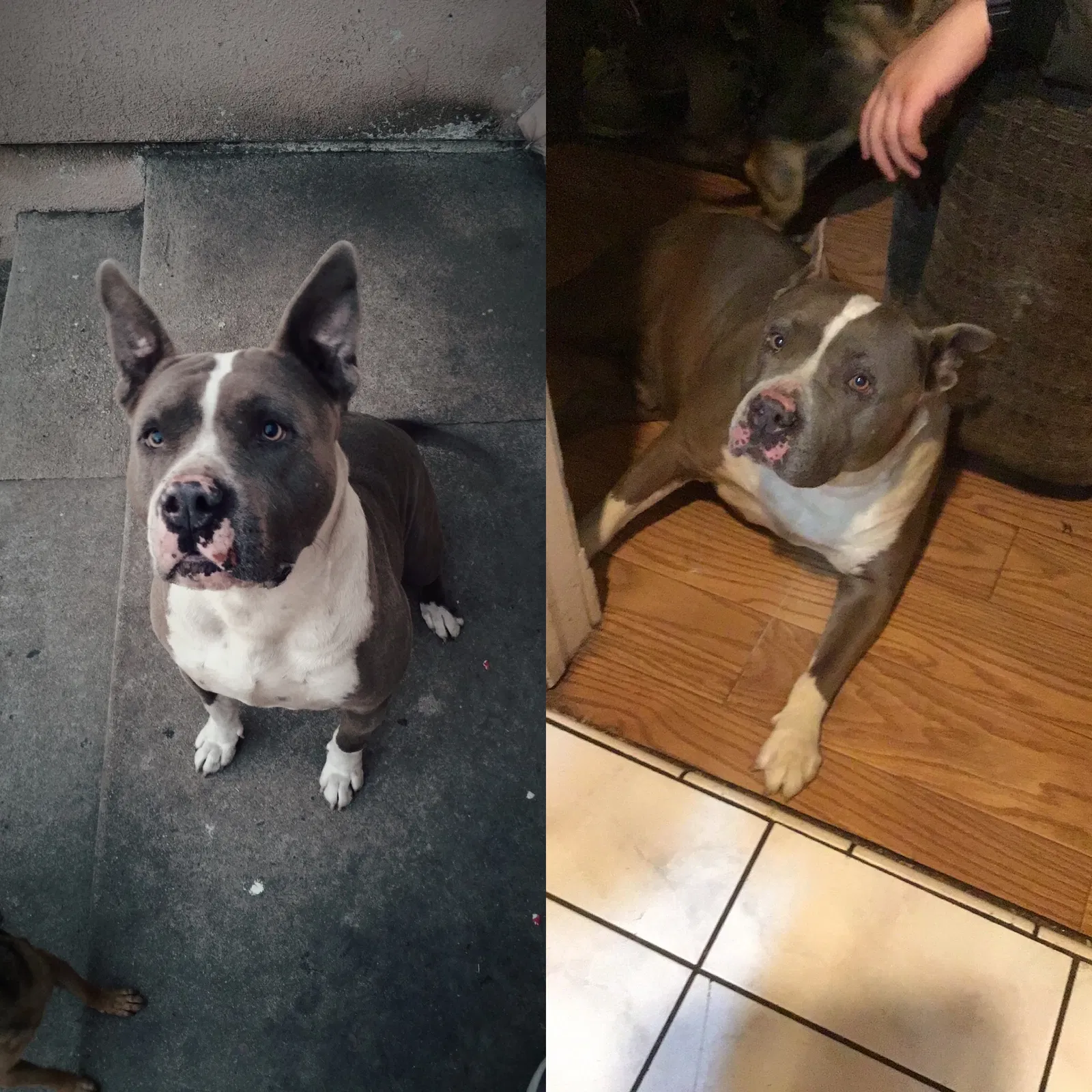 Lost dog in La Puente, CA, 91746