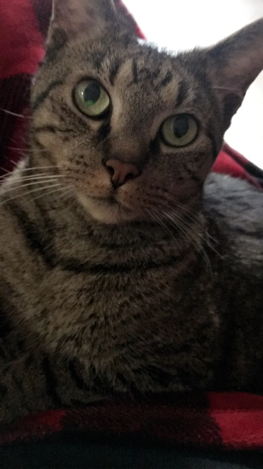 Lost cat in Cincinnati, OH, 45247