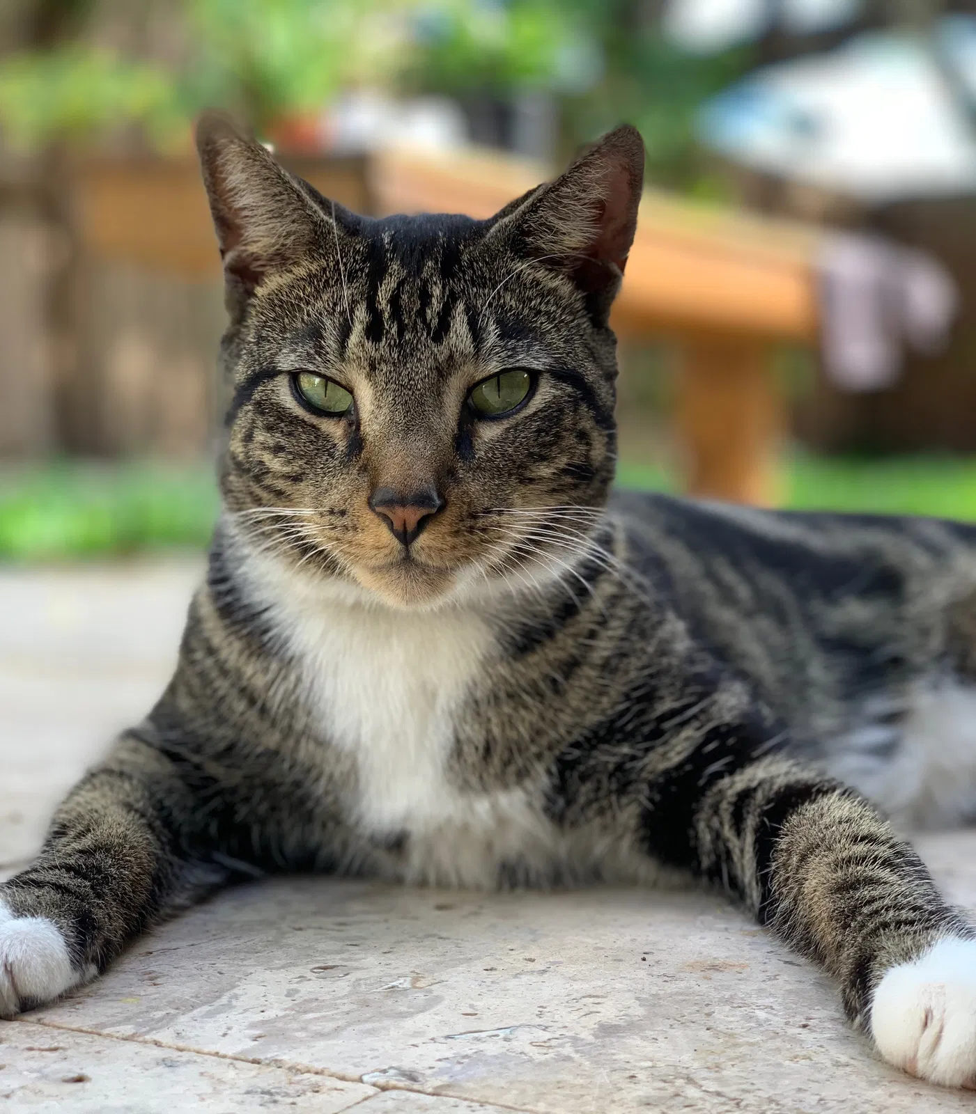 Lost cat in Hollywood, FL, 33023