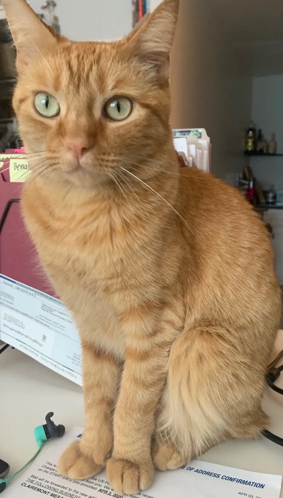 Lost cat in San Diego, CA, 92102