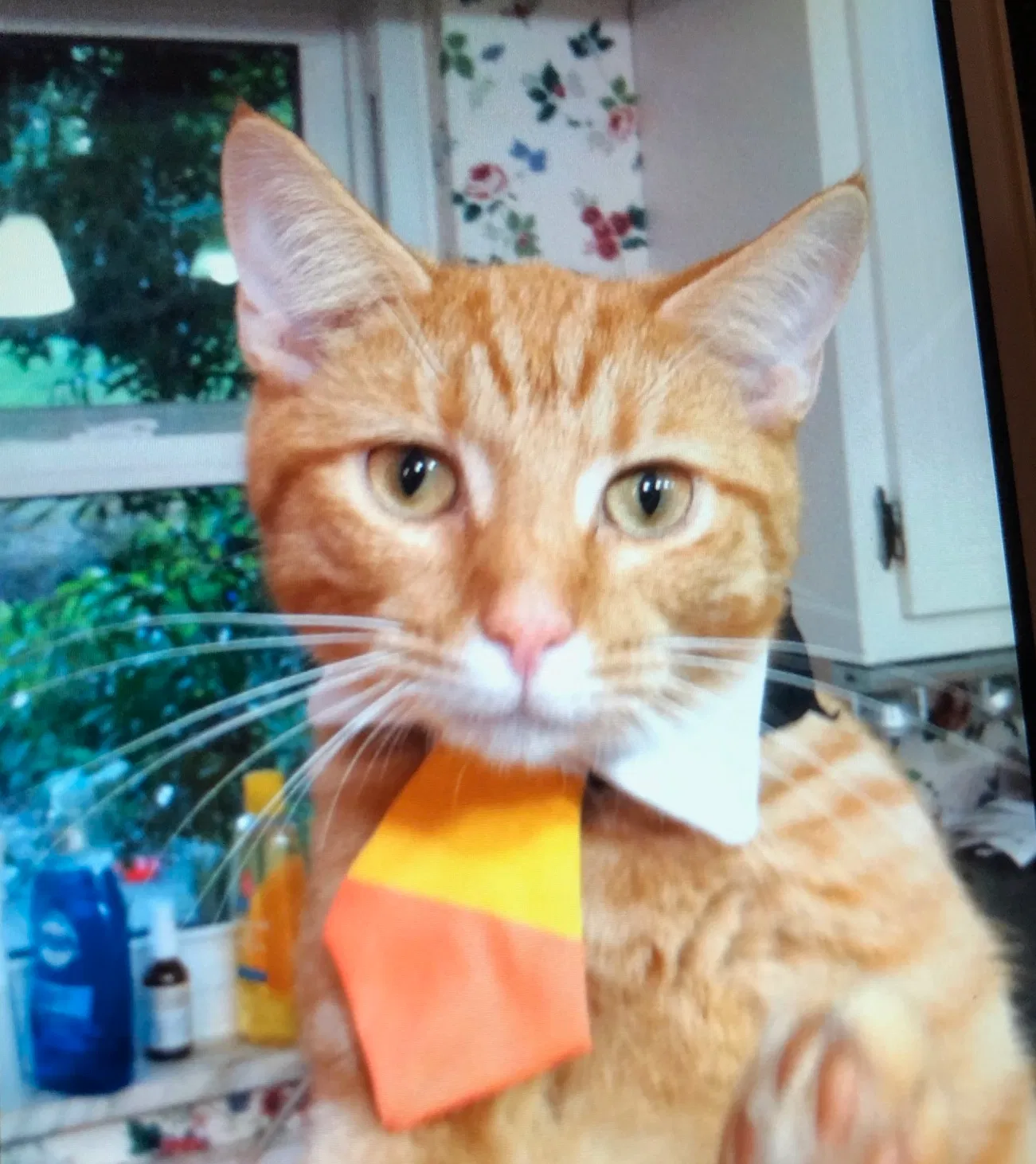 Lost cat in Cincinnati, OH, 45230