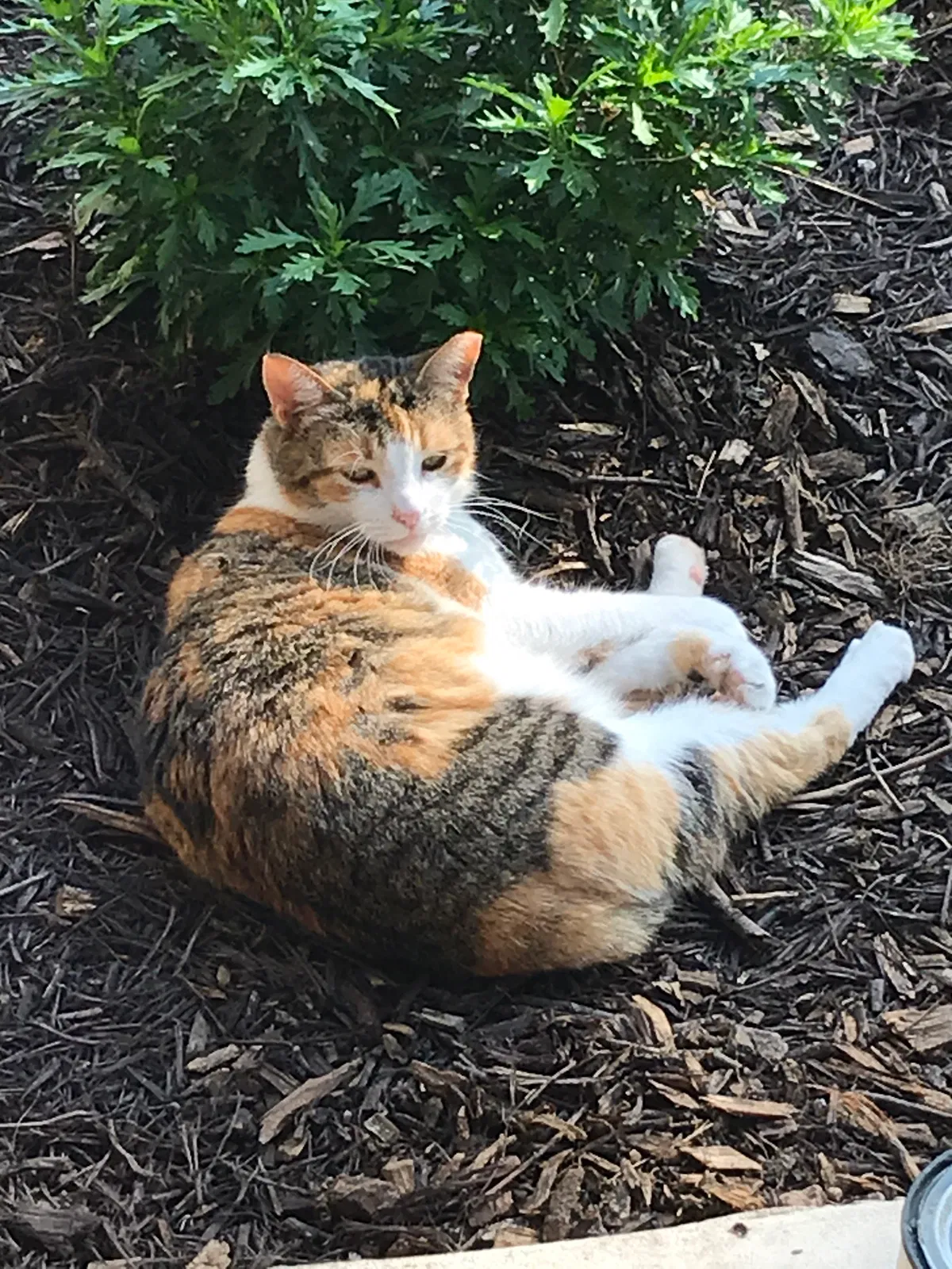 Lost cat in Pflugerville, TX, 78660