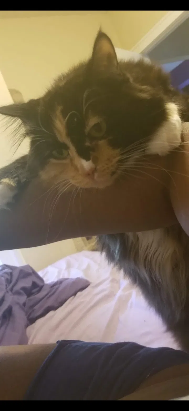 Lost cat in Saint Paul, MN, 55117