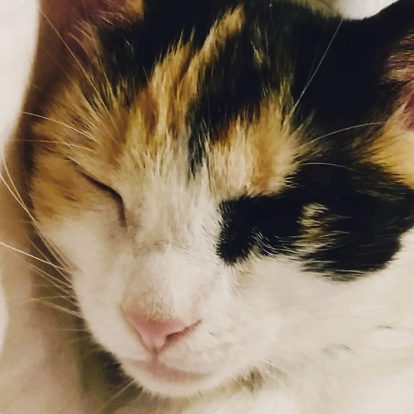 Lost cat in Irvine, CA, 92604