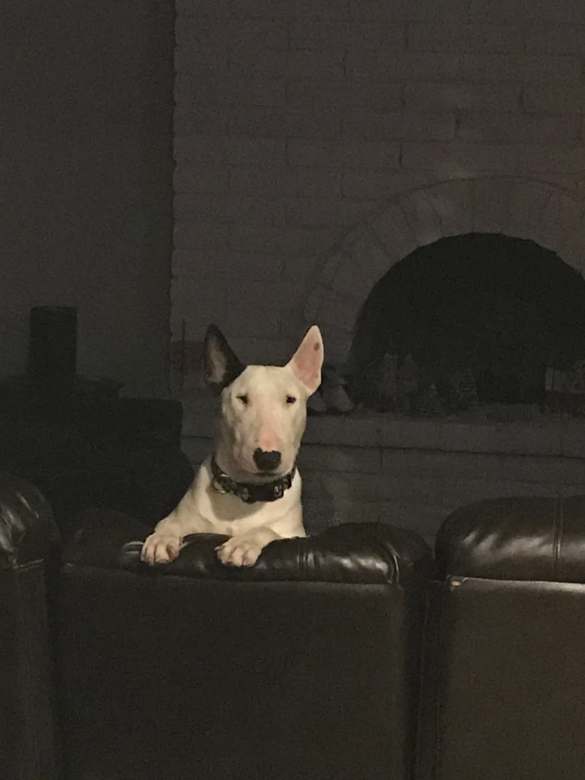 Lost dog in Phoenix, AZ, 85023