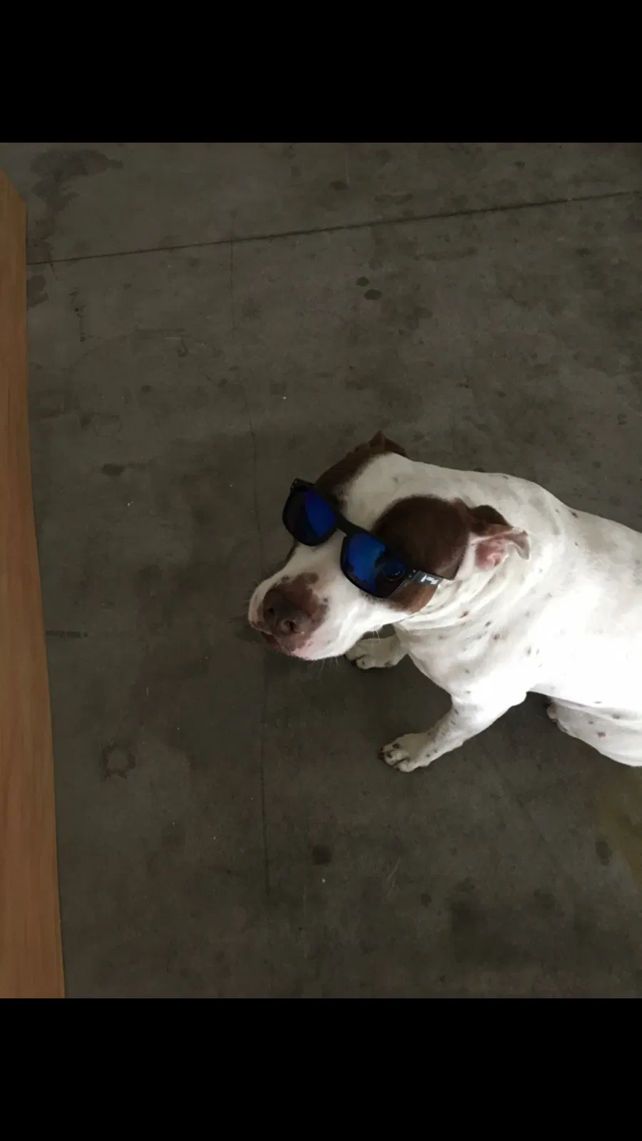Lost dog in San Bernardino, CA, 92405