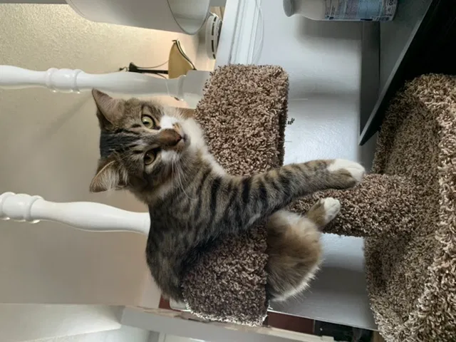 Lost cat in Riverside, CA, 92505