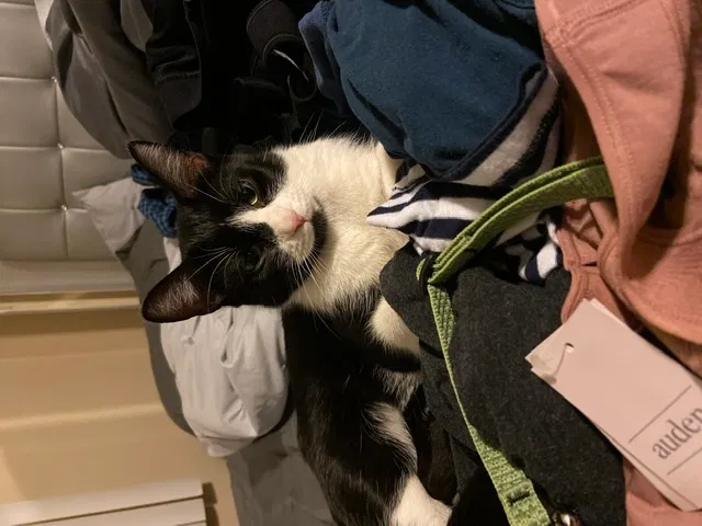 Lost cat in Minneapolis, MN, 55421