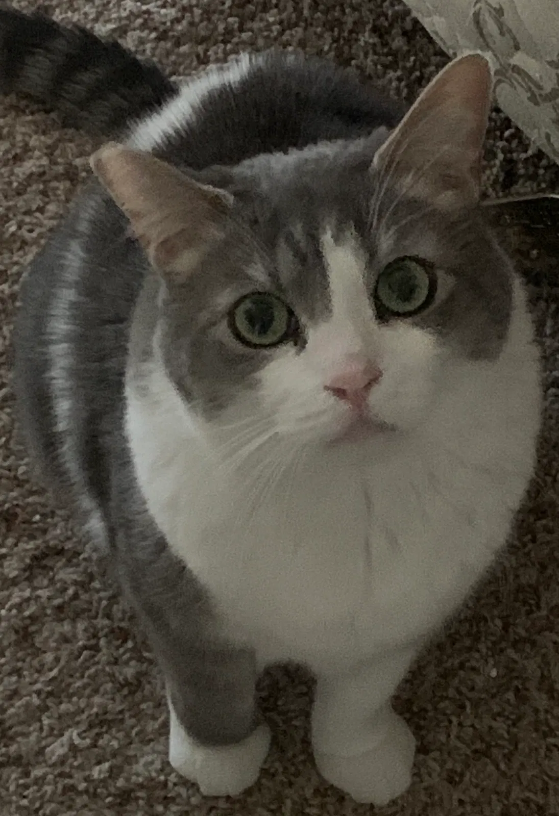 Lost cat in Austin, TX, 78749