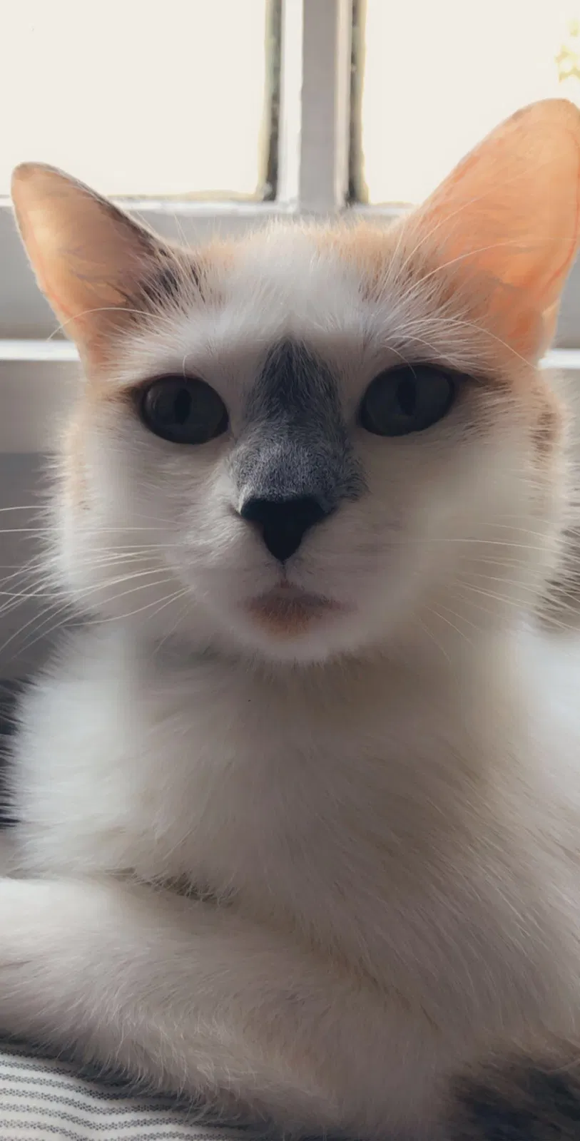 Lost cat in Charleston, SC, 29403