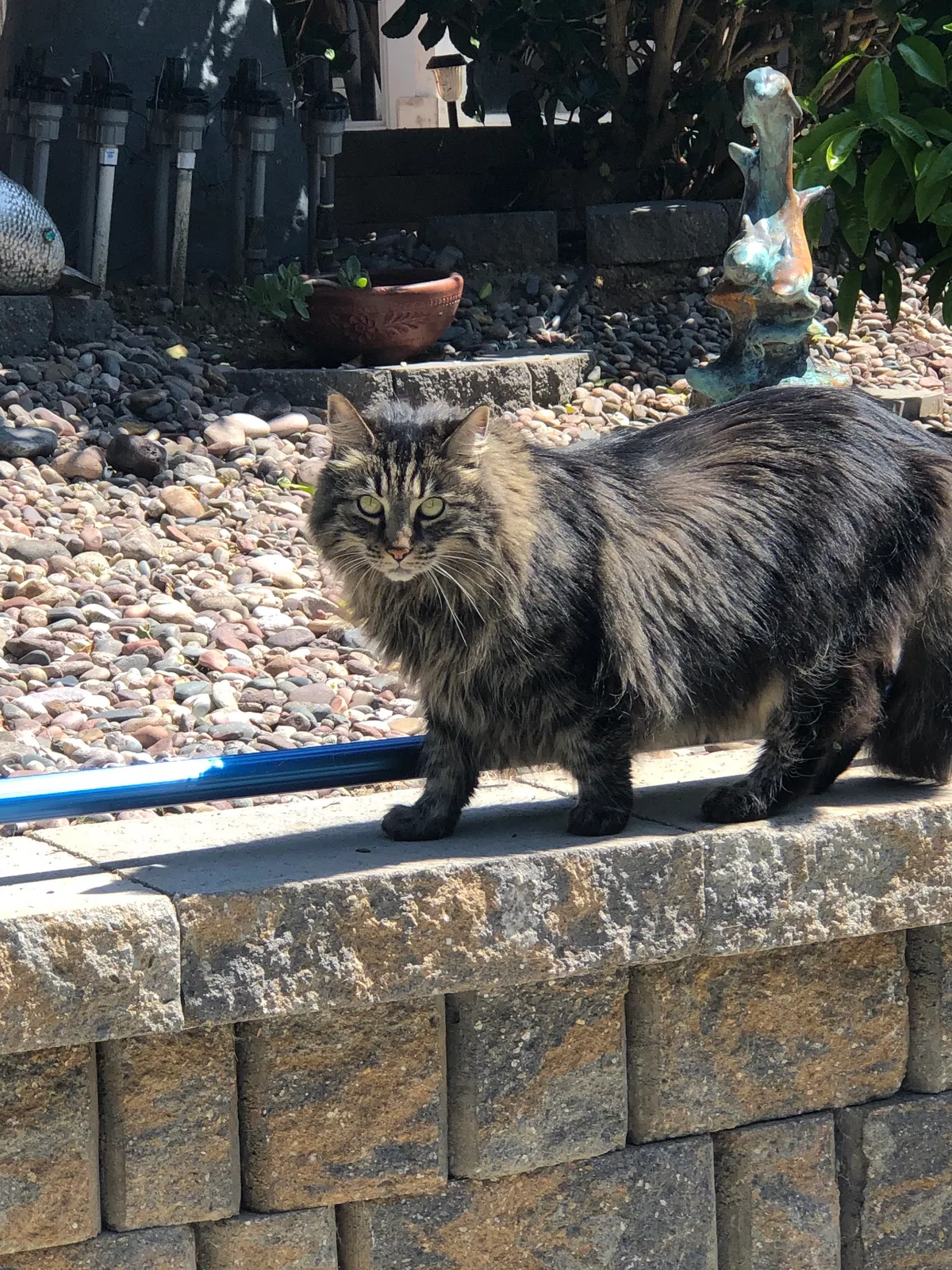 Lost cat in Carlsbad, CA, 92008