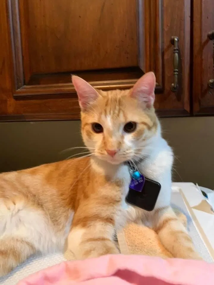 Lost cat in Cedar Park, TX, 78613