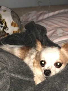 Lost dog in Chicago, IL, 60651