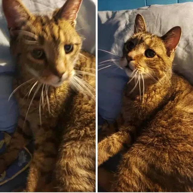 Lost cat in Hamburg, NY, 14075