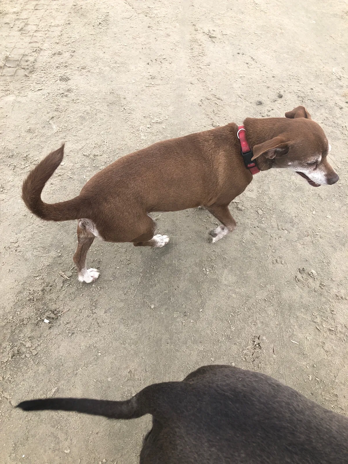 Lost dog in Austin, TX, 78730