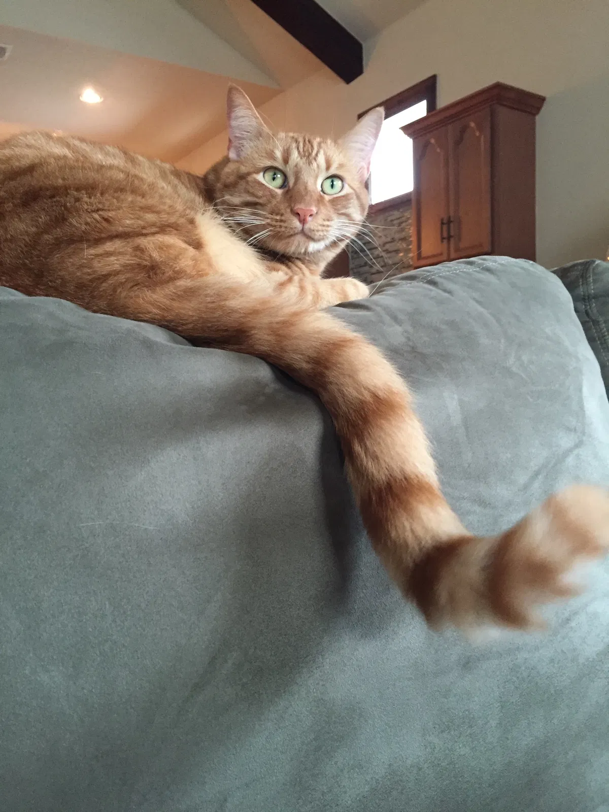 Lost cat in Austin, TX, 78702