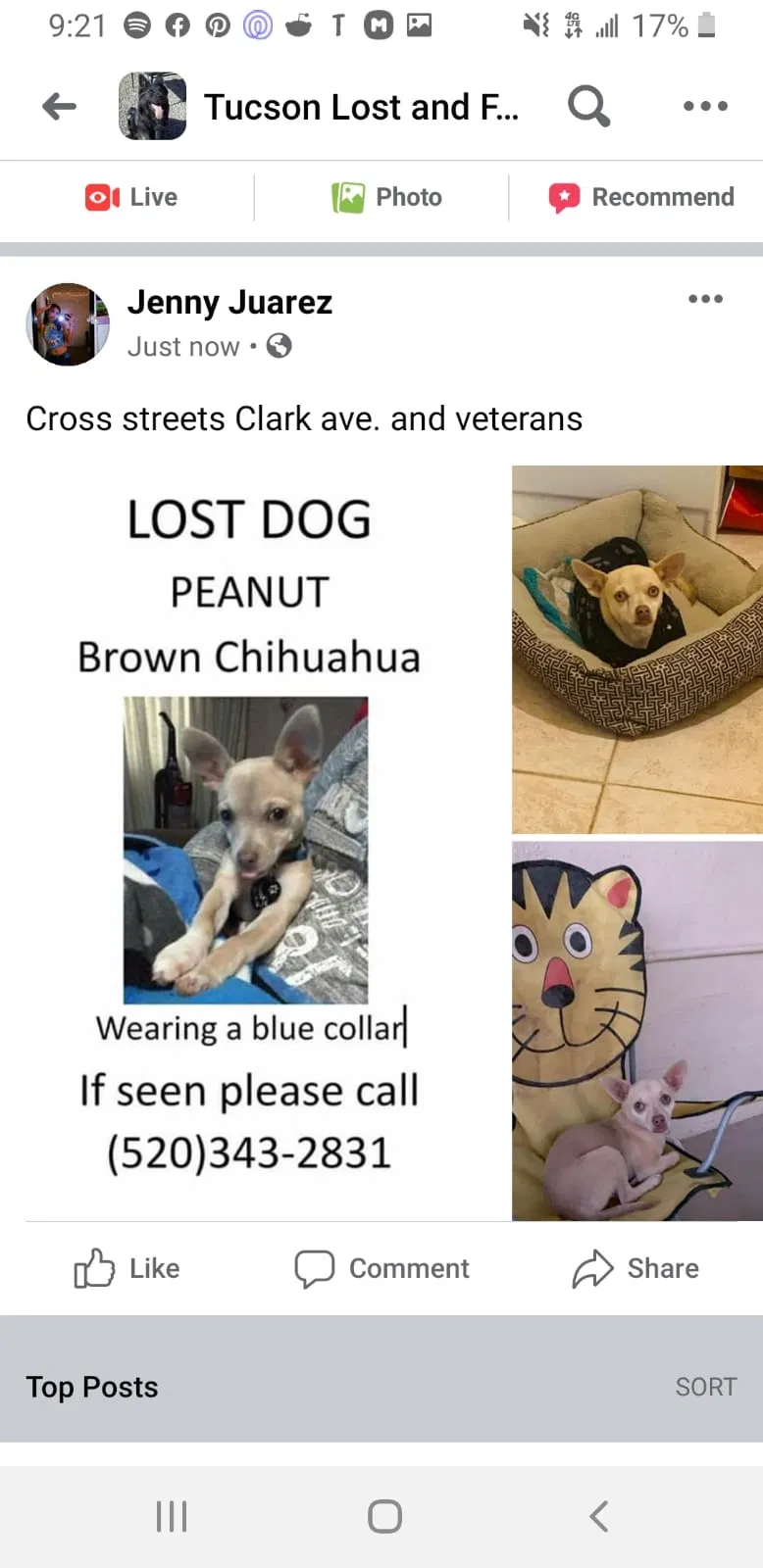 Lost dog in Tucson, AZ, 85713