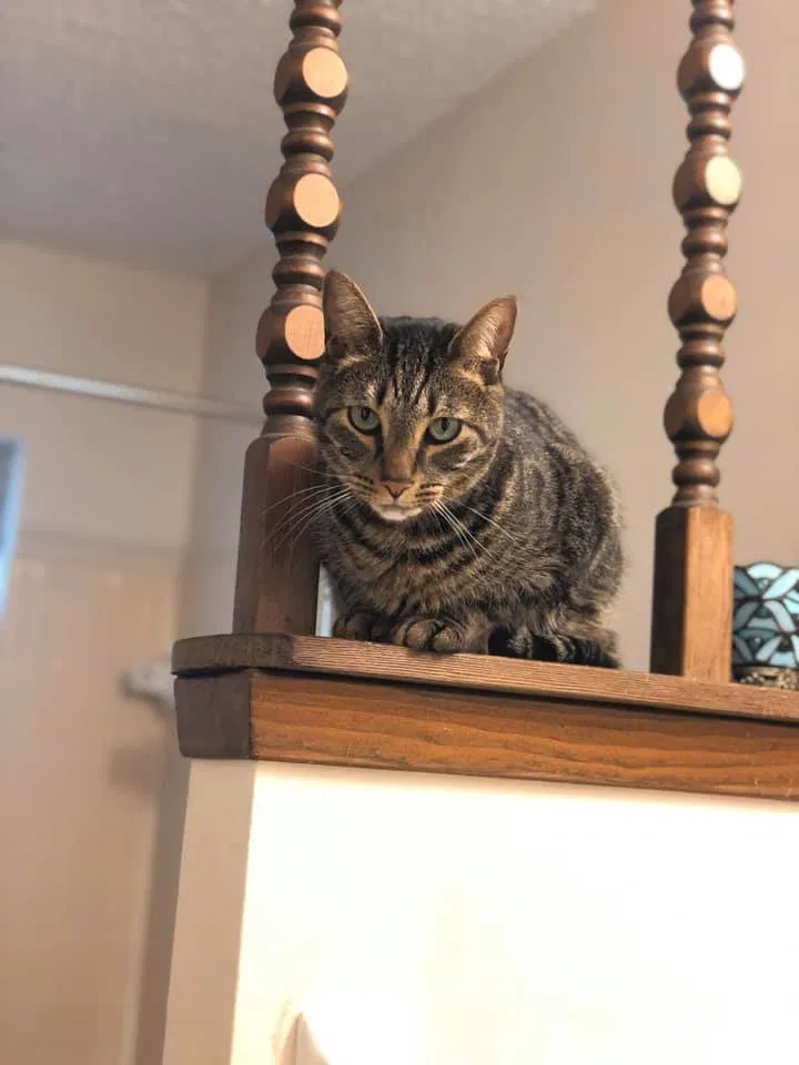 Lost cat in Pensacola, FL, 32514
