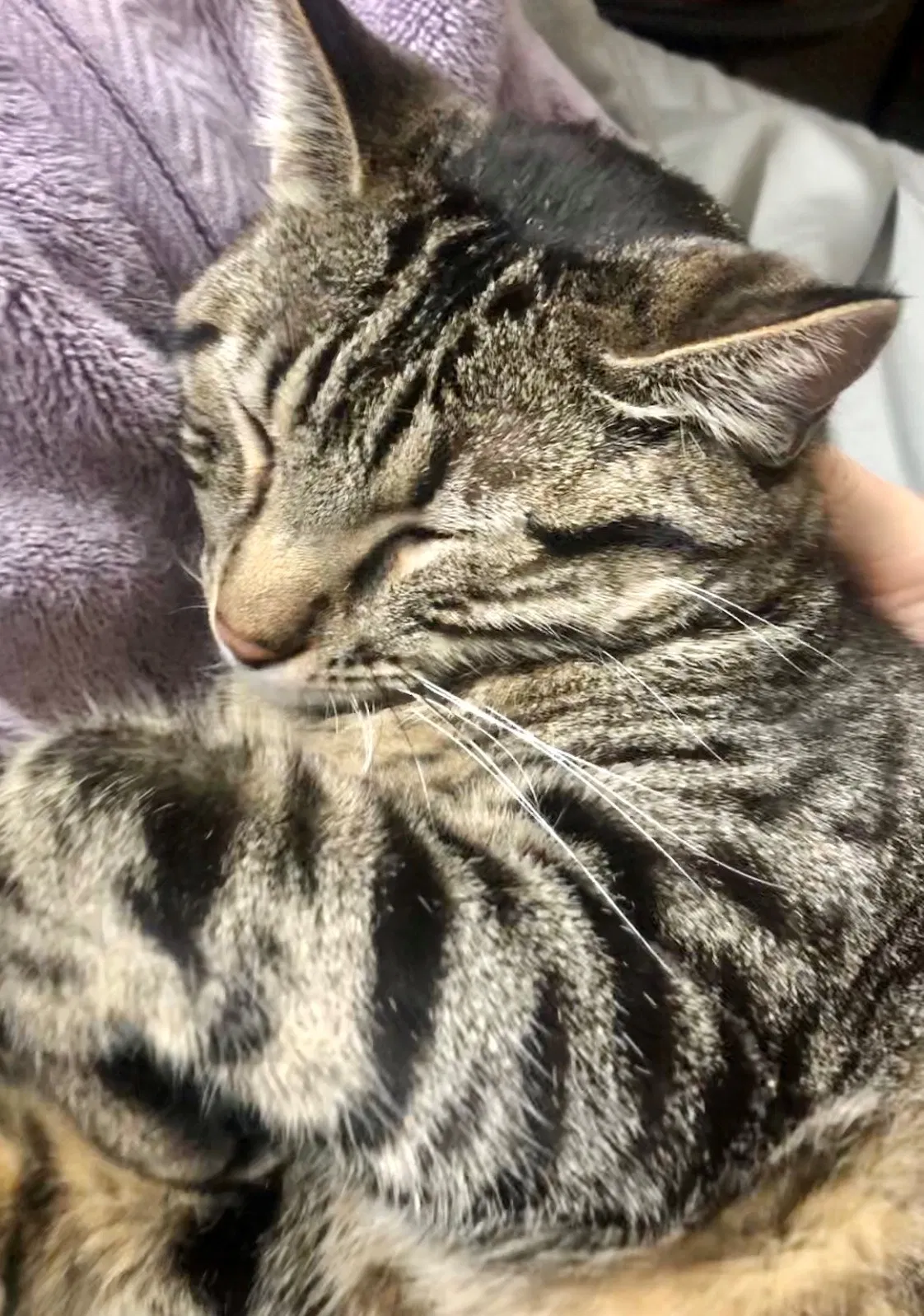 Lost cat in Anaheim, CA, 92807