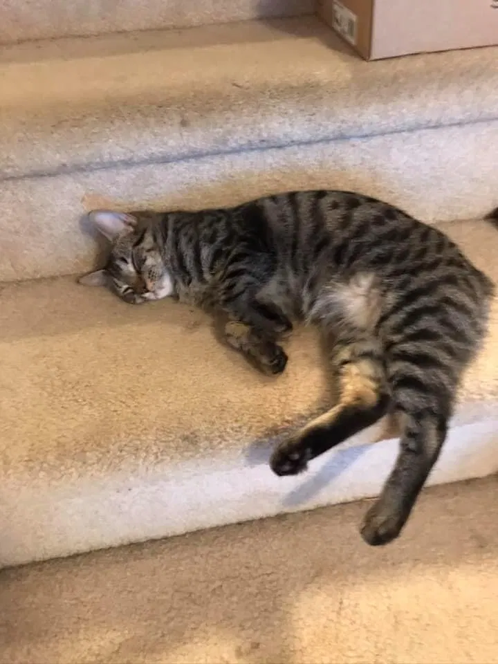 Lost cat in Winston Salem, NC, 27106