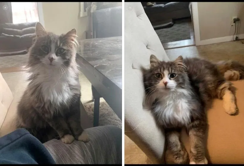 Lost cat in Canton, OH, 44705