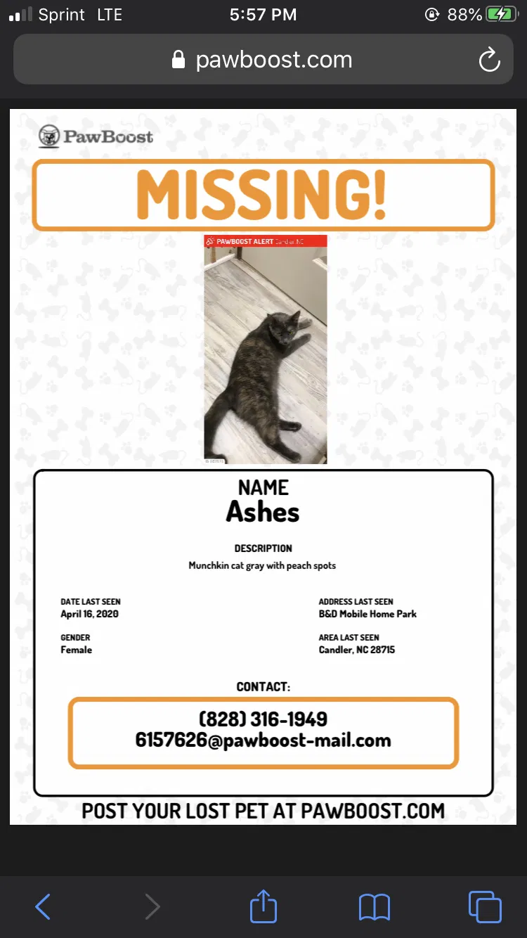 Lost cat in Candler, NC, 28715