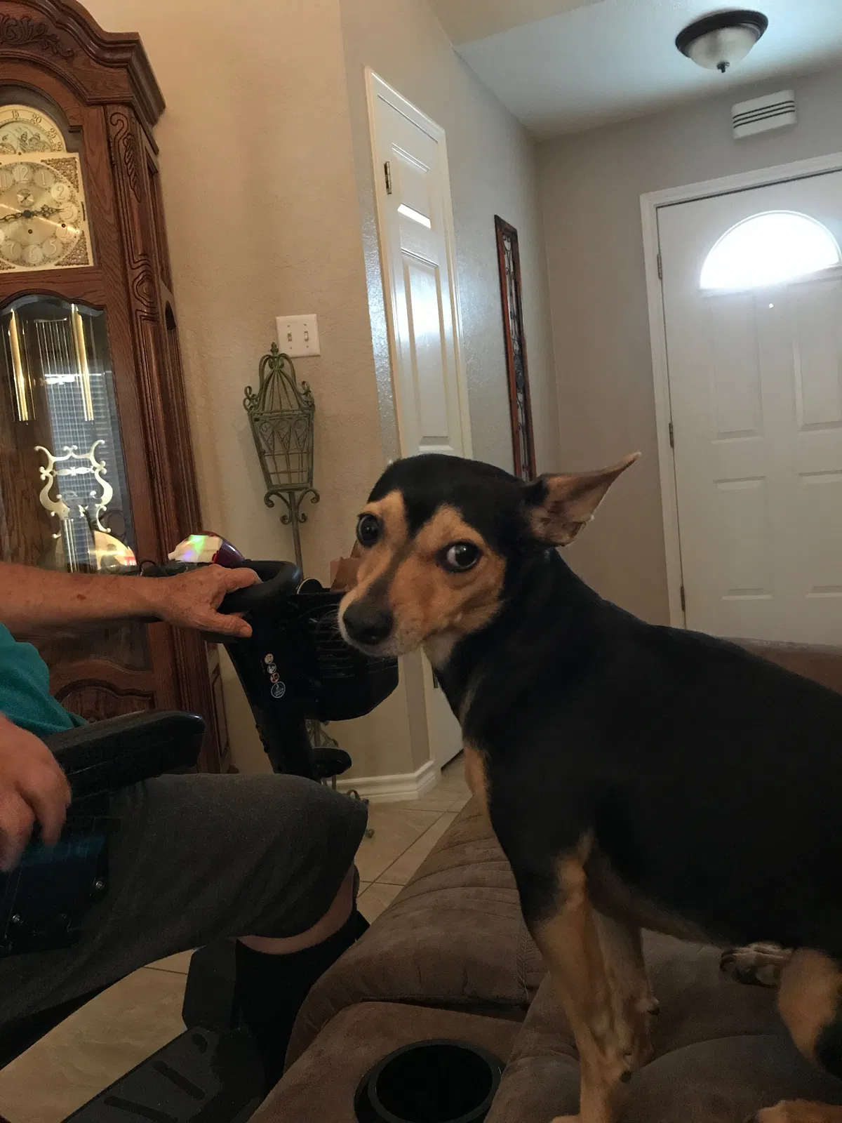 Lost dog in Corpus Christi, TX, 78412