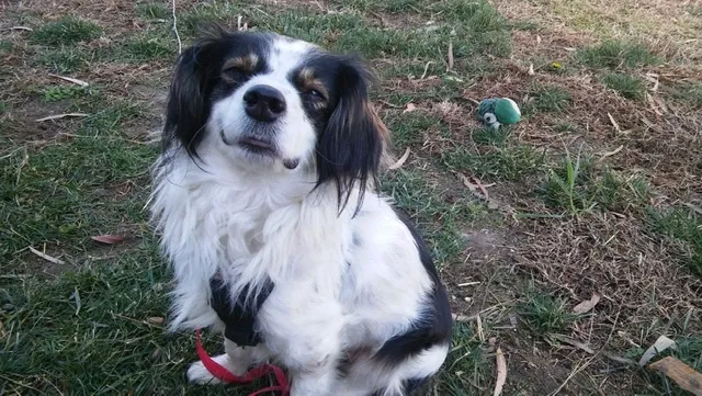 Lost dog in Redlands, CA, 92373