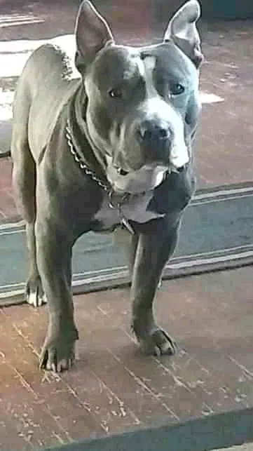 Lost dog in Cleveland, OH, 44111