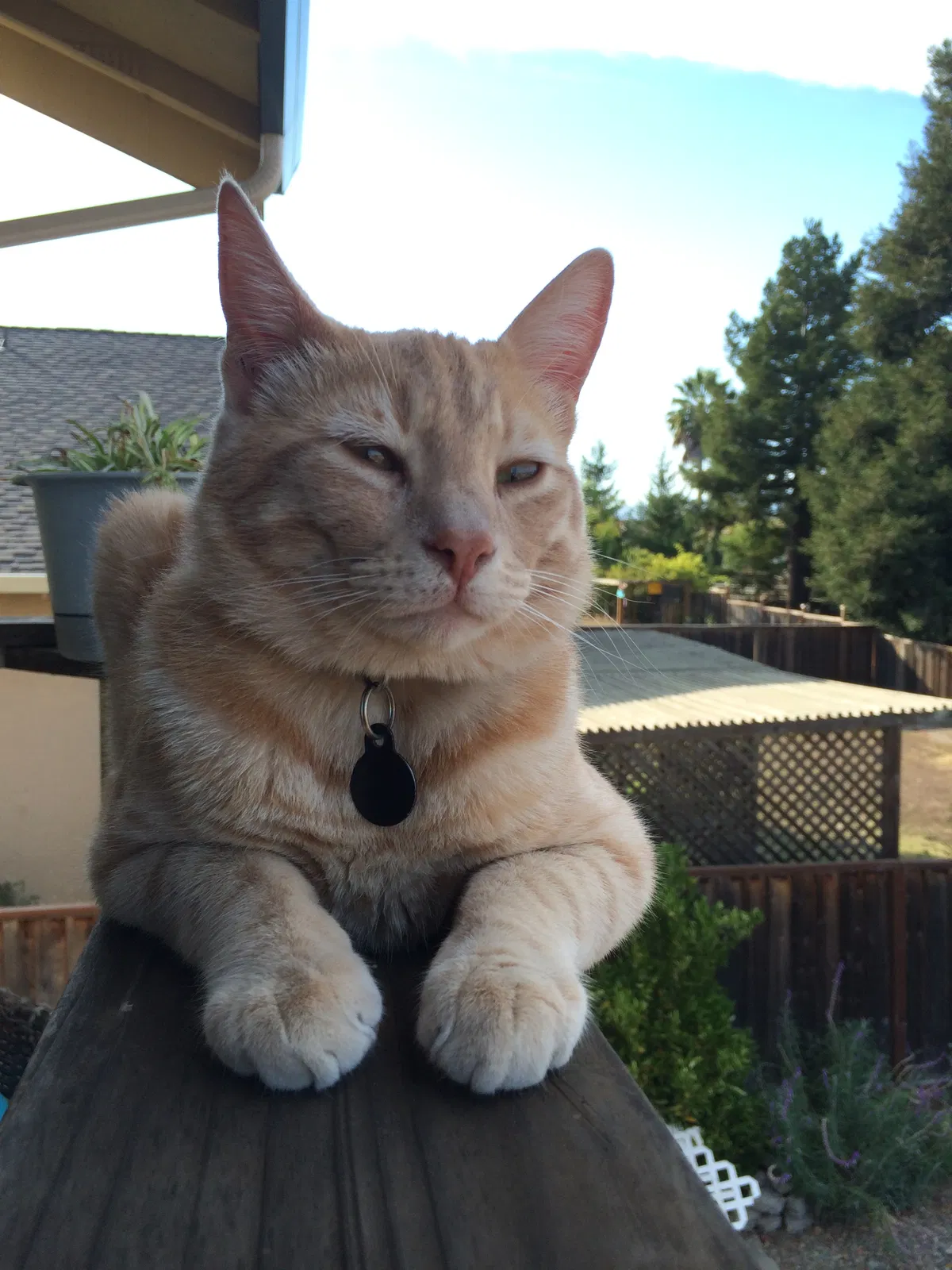 Lost cat in Watsonville, CA, 95076