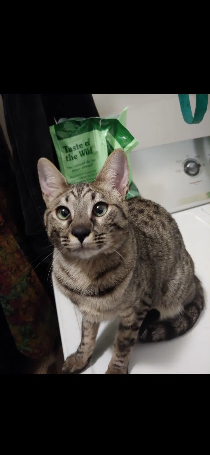 Lost cat in Greensboro, NC, 27405